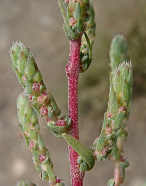 Fivehook Bassia, Bassia hyssopifolia